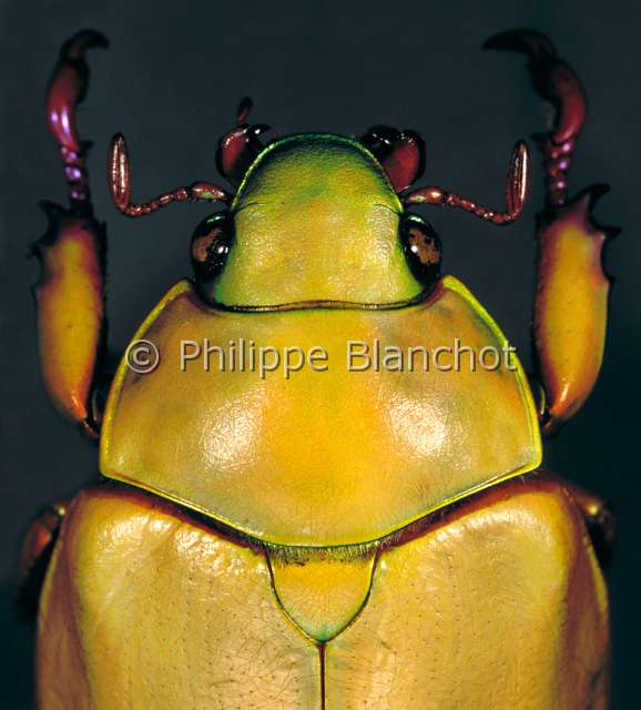 Chrysina macropus.JPG - in "Portraits d'insectes" ed. SeuilChrysina macropusRutelideShining leaf chaferColeopteraRutelidaeMexique
